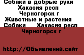 Собаки в добрые руки - Хакасия респ., Черногорск г. Животные и растения » Собаки   . Хакасия респ.,Черногорск г.